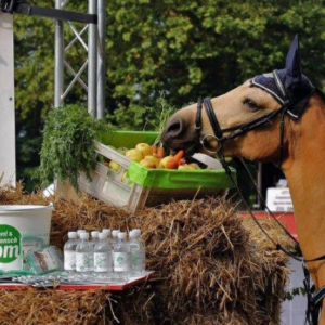 Wissenswert - FN/PM-Turnierpakete 2024 zurück! 🏇🎁