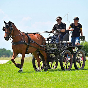 ✨ Erfolgreicher Fahrlehrgang mit Claudia Gschwind auf der Reitanlage Schomburg Amtzell