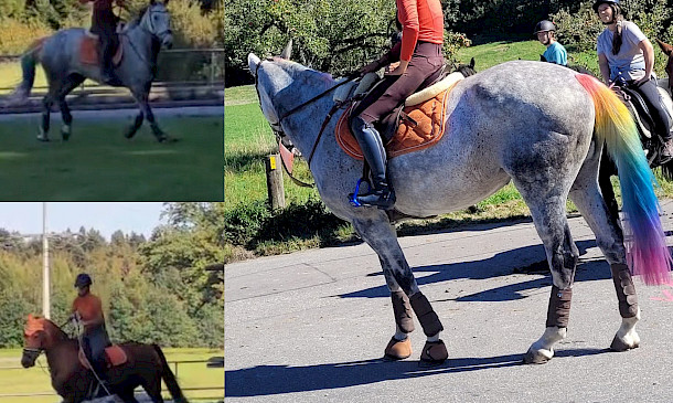 Sonne, Spaß und PSKO-Punkte: Orientierungsritt in Waldburg begeistert auf ganzer Linie 🐴☀️🏆