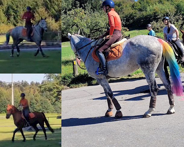 Sonne, Spaß und PSKO-Punkte: Orientierungsritt in Waldburg begeistert auf ganzer Linie 🐴☀️🏆